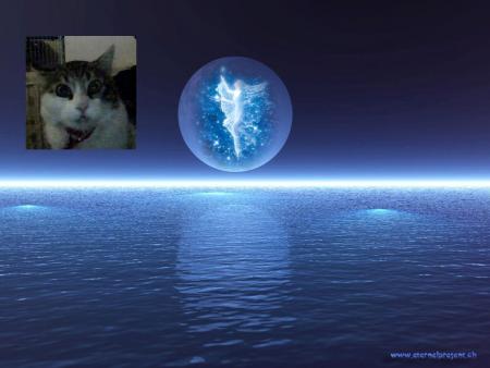 mousse avec la lune et la f&eacute;e